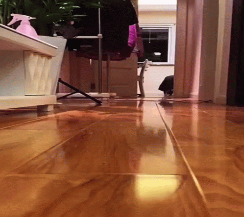 Lost Cat Running GIF