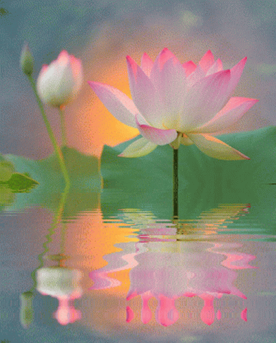 Lotus Flower Reflected In Water GIF