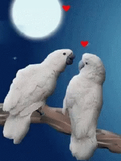 Love Bird Couple Kissing GIF
