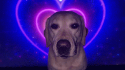 Love Dog With Hearts Of Different Colors GIF