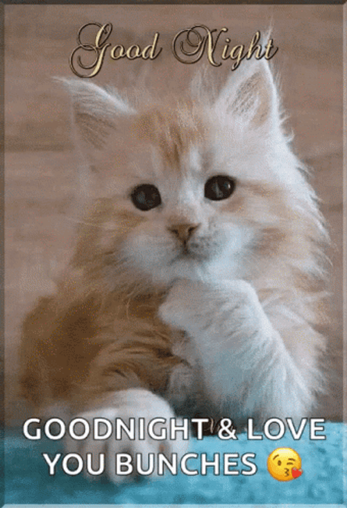 Love Good Night Cute Cat GIF