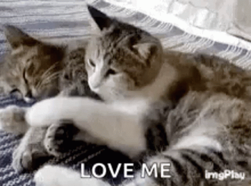 Love Me 498 X 370 Gif GIF