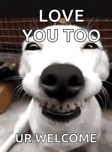 Love You Too Ur Welcome Smiling Dog GIF