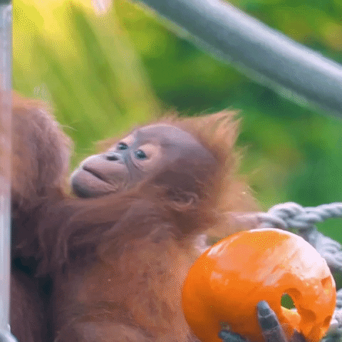Lovely Baby Orangutan Monkey Cooing Mouth GIF