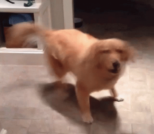 Lovely Brown Playful Dog Chasing Tail GIF