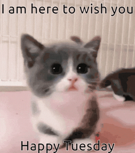 Lovely Cat Gif GIF