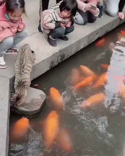 Lovely Cat Playing Koi Fish GIF