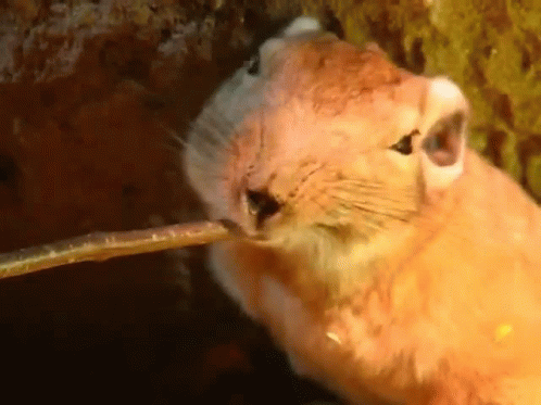 Lovely Comb Rat Chewing GIF