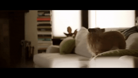 Lovely Dog Chasing Tail Jumping Sofa GIF