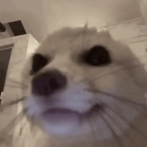 Lovely Little Fennec Fox Zoom In GIF