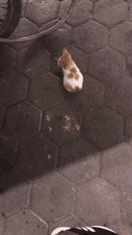 Lovely Little Stray Cute Cats GIF