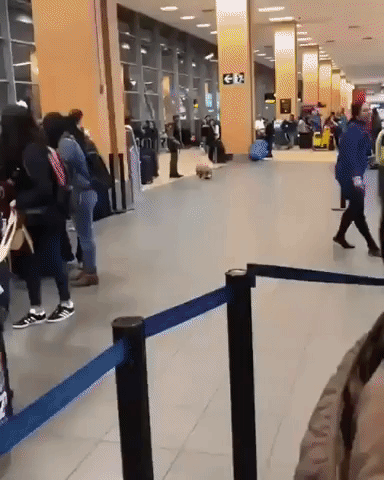 Lovely Police Dog Chasing Tail GIF
