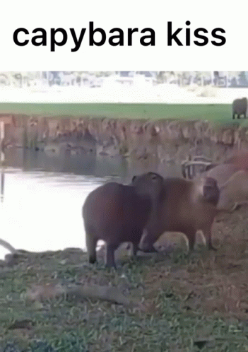 Lovers Hugging Capybara Meme GIF