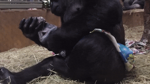 Loving Gorilla Kissing Baby Monkey GIF