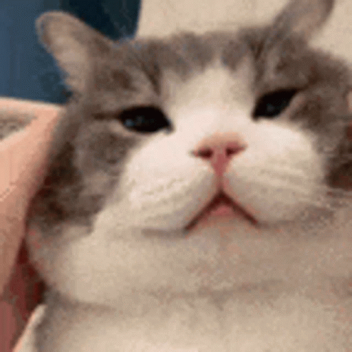 Loving Head Scratches Fluffy Cat GIF