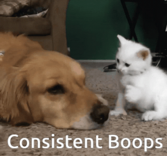 Loving Kitten Giving Consistent Boop GIF