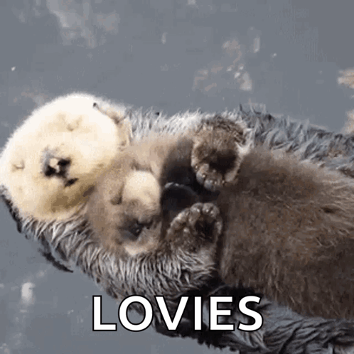 Loving Mama And Baby Otter Cuddling GIF
