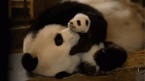 Loving Mama And Baby Pandas Snuggling GIF