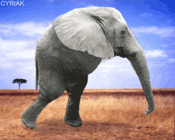 Lsd Elephant Walking GIF