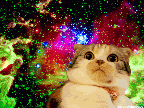 Lsd Galaxy Shocking Cat GIF