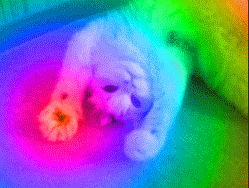 Lsd Kitty Acid Blink GIF
