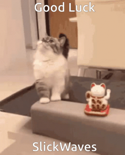 Good Luck Slickwaves Kitten GIF