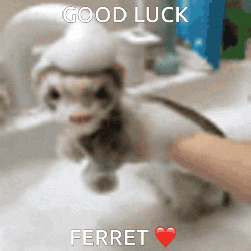 Good Luck Ferret GIF