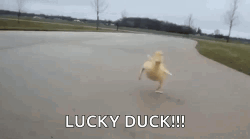 Lucky Duck Running Down Road
