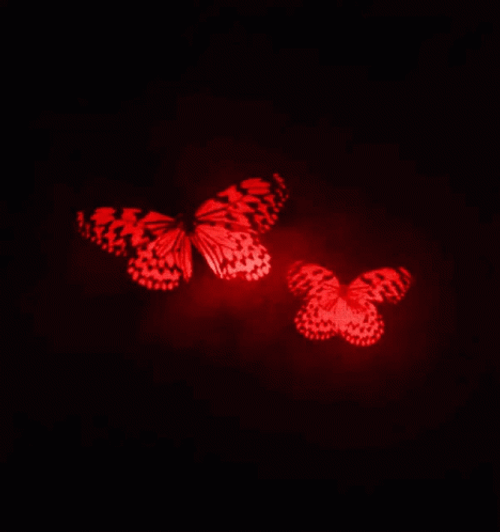 Luminescent Red Butterflies GIF