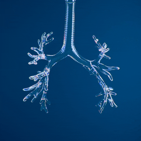 Lungs Receiving Oxygen From Circulatory System GIF