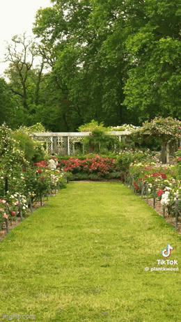 Lush Green Garden with Trees and Flowers