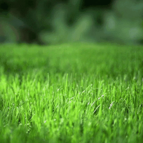 Lush Green Grass Field