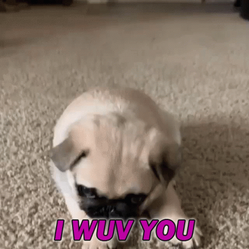 Luv U Cute Little Startled Pug GIF