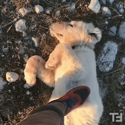 Lying Cute White Dog Like Caress GIF