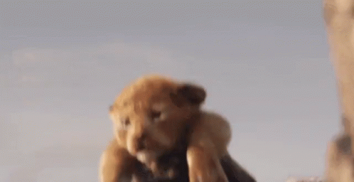 Young Simba Lift Up Lion King GIF