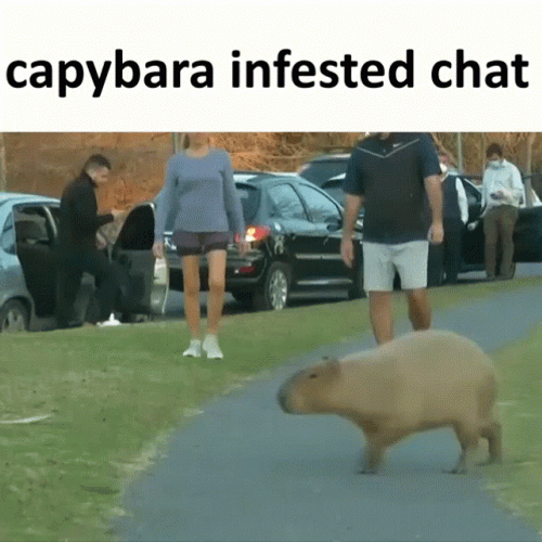Capybara Gif File 3235kb GIF
