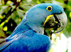 Macaw Bird Blue GIF