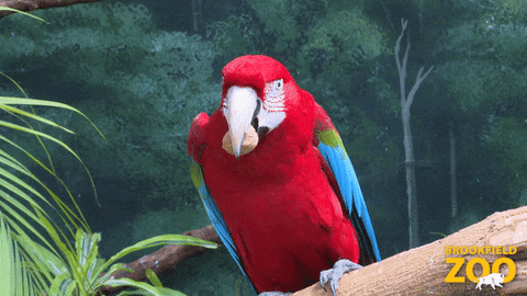 Macaw Claw Up GIF