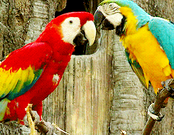 Macaw Couple Being Sweet GIF