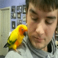 Macaw Cuddling Human GIF