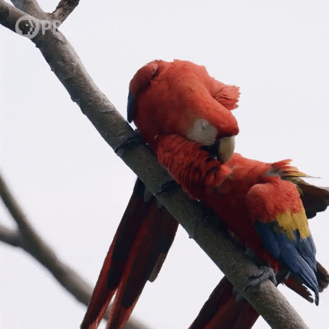 Macaw Cuddly Birds GIF