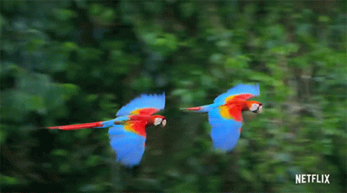Macaw Flying Together In Sync GIF