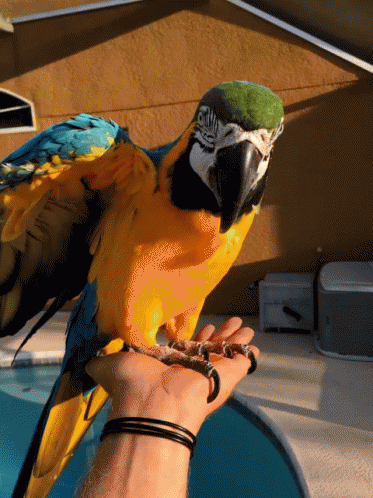 Macaw In The Hand GIF