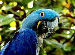 Macaw Itchy Wings GIF