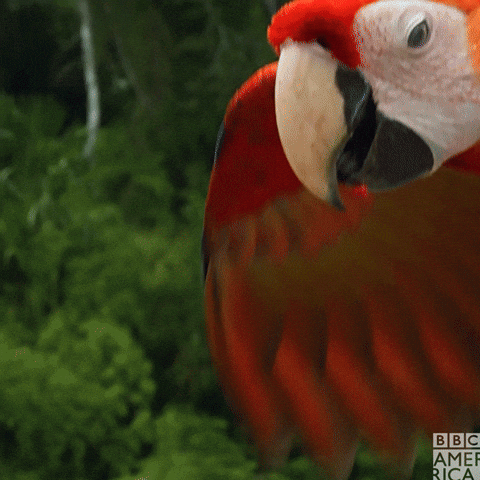 Macaw Preparing To Fly GIF