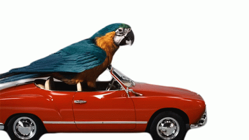 Macaw Riding In A Red Car GIF