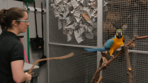 Macaw Side Stepping Up GIF