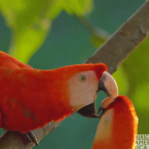 Macaw Sweet Macaw Couple GIF