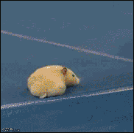 Macho Man Fighting A Hamster GIF