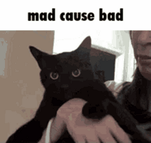 Mad Black Cat Cause Bad GIF